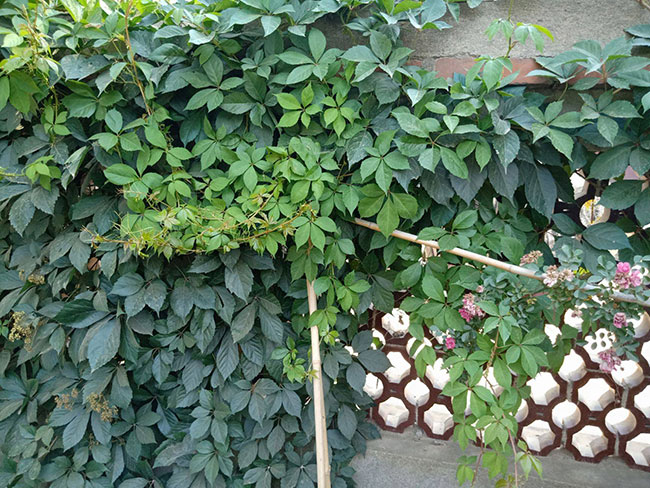如何种植爬山虎?爬山虎苗种植方法和时间