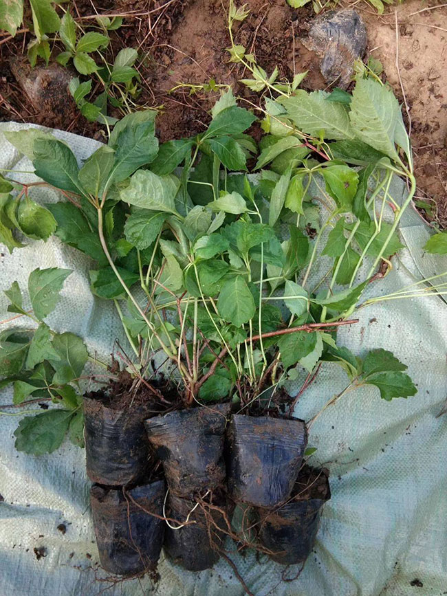 如何种植爬山虎?爬山虎苗种植方法和时间