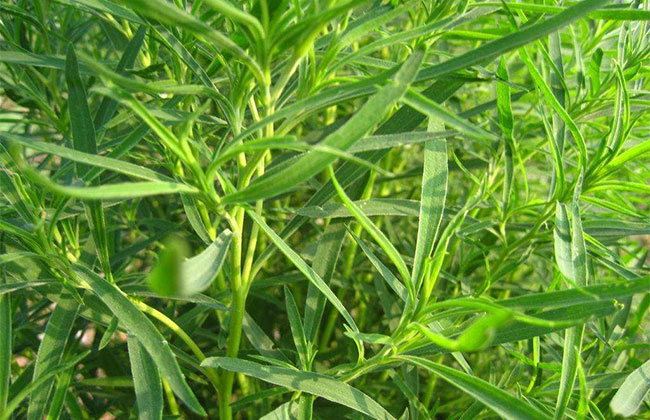 扫帚苗怎么做种植?笤帚苗的种植方法
