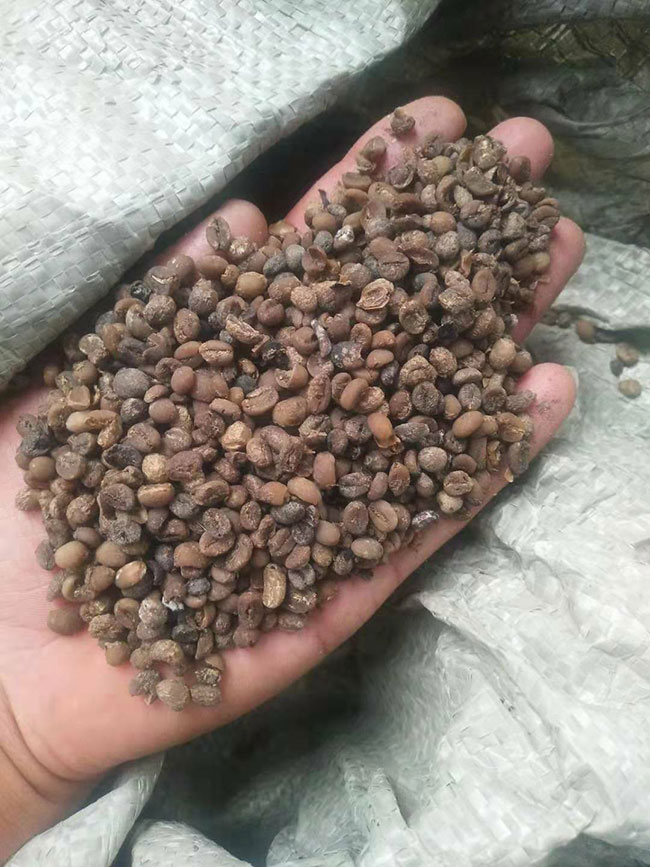 咖啡豆多少钱一棵?2020年咖啡豆价格最新行情预测