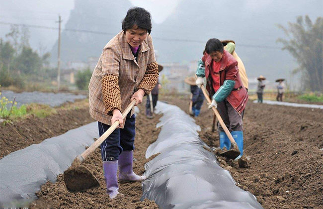 一年有两春是好兆头吗?“两春夹一冬，黄土变成金”什么意思