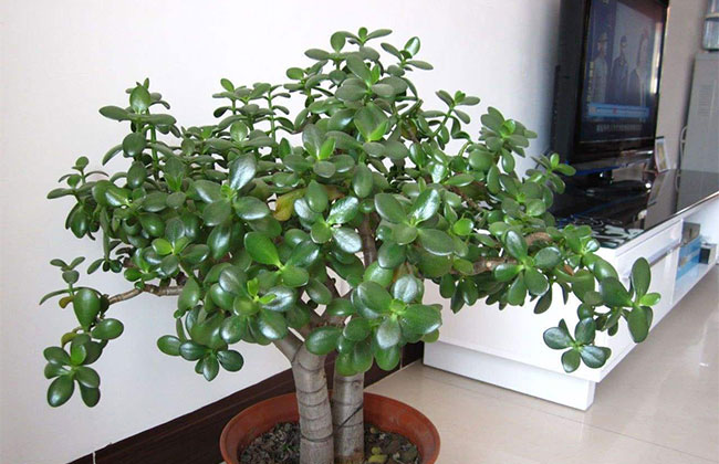 家里种上这几种吉祥植物，越来越兴旺！