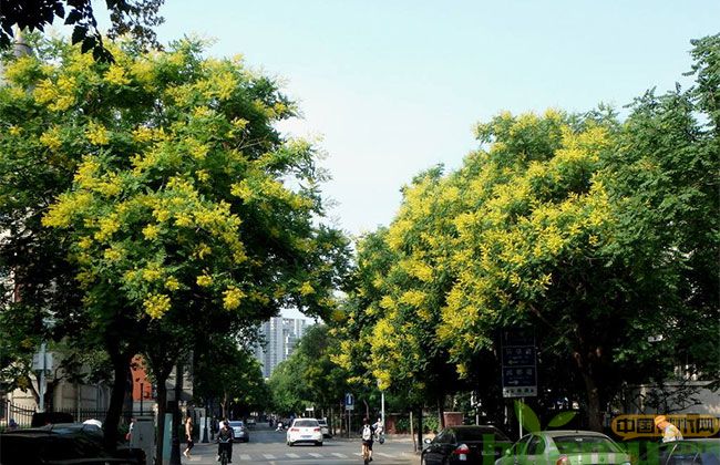 栾树 栾树