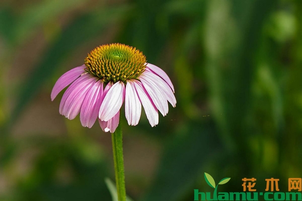 怎样养松果菊