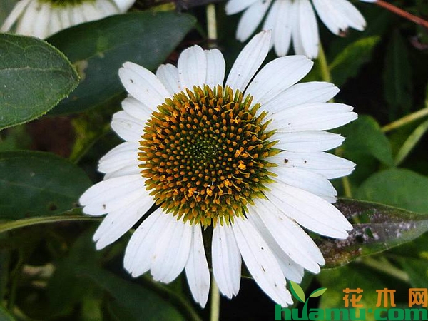松果菊的产地有哪些？松果菊批发基地介绍