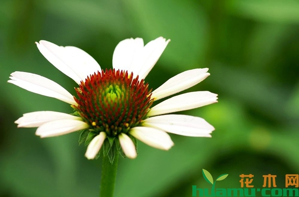 松果菊