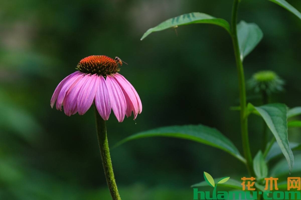 松果菊