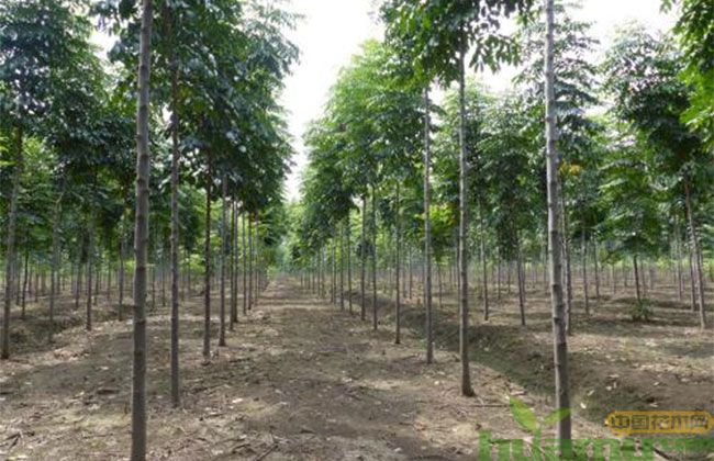 栾树 栾树