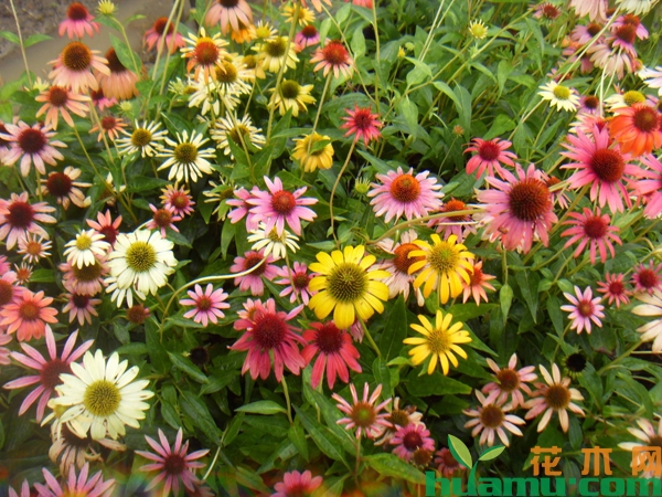 松果菊应用价值