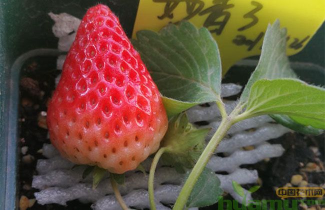 妙香草莓苗 妙香草莓苗