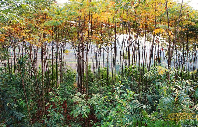 栾树 栾树