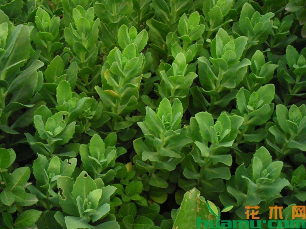 八宝景天移植方法