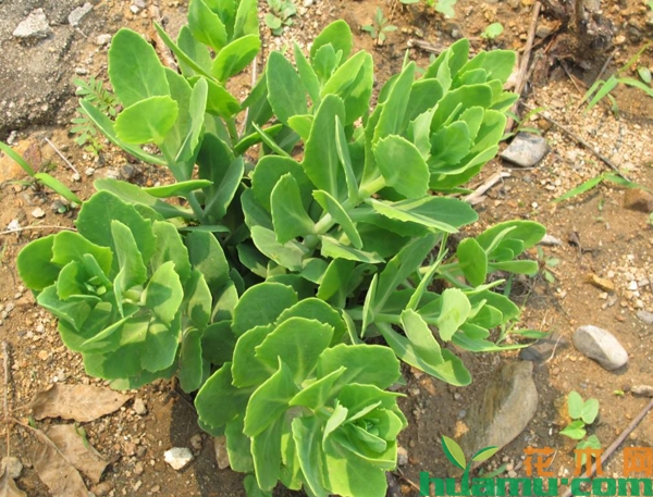 八宝景天移植方法