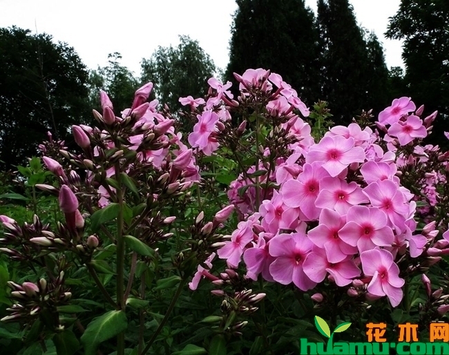 北方宿根福禄考花期