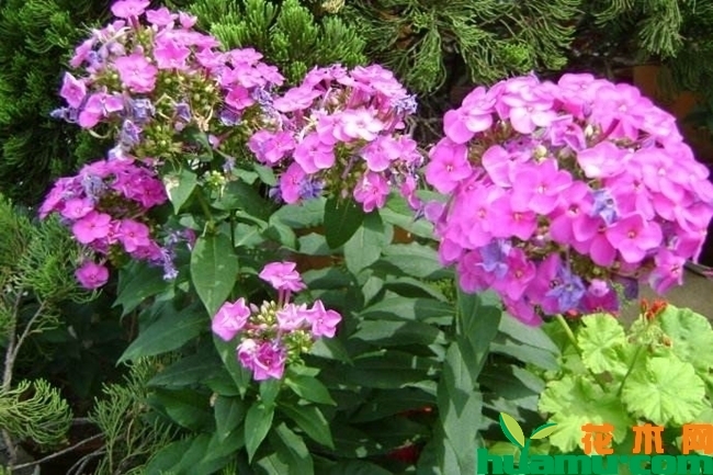 宿根福禄考耐盐碱吗？开花时间是什么时候？