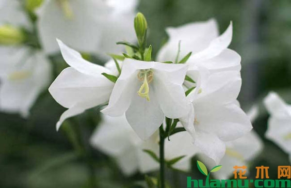 风铃草的施肥方法有哪些？风铃草养殖方法介绍