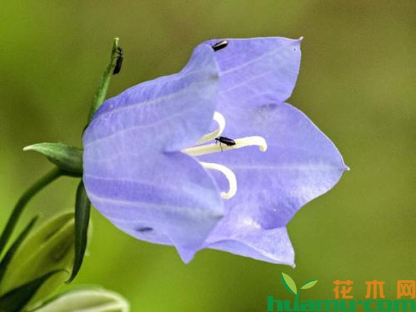 风铃草和铃兰花的区别有哪些？