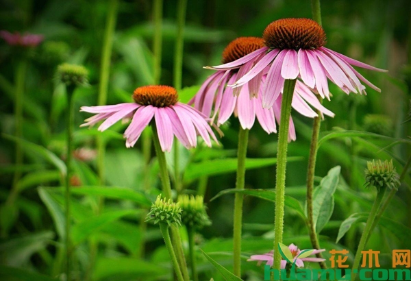 家里怎么种松果菊