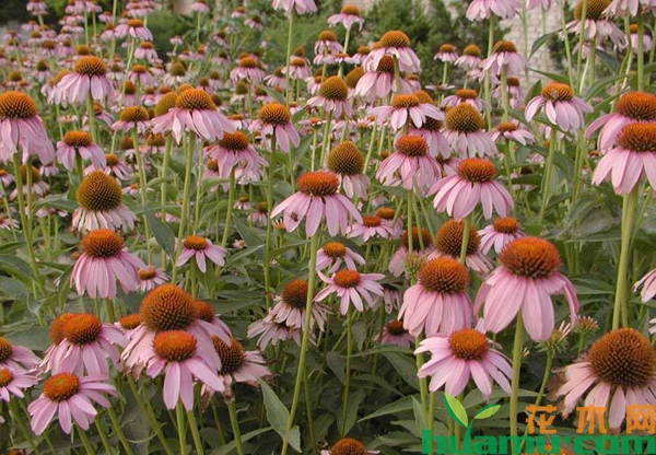 松果菊种植技术