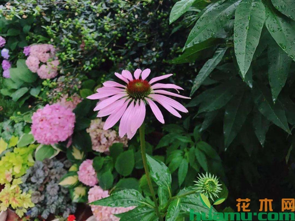 松果菊种植方法