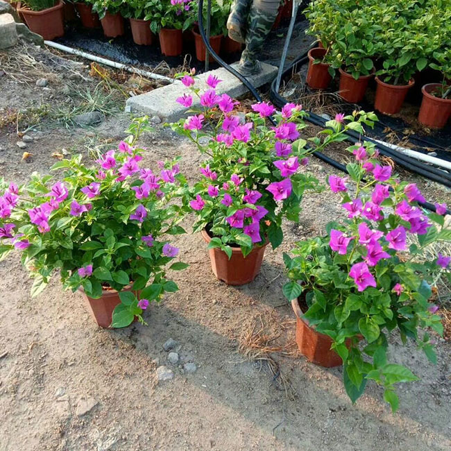 紫花三角梅