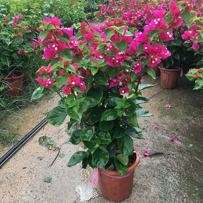 紫花三角梅