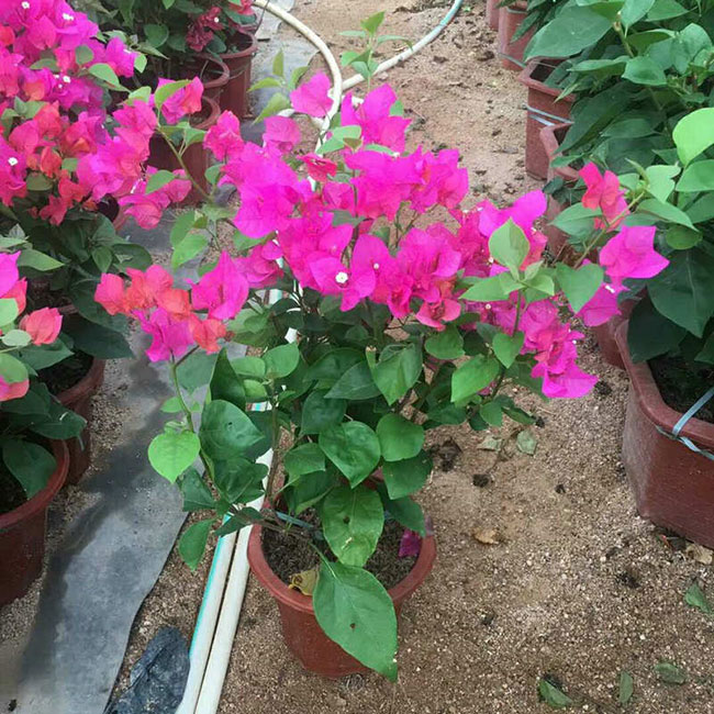 紫花三角梅