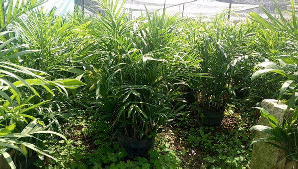 夏威夷椰子苗