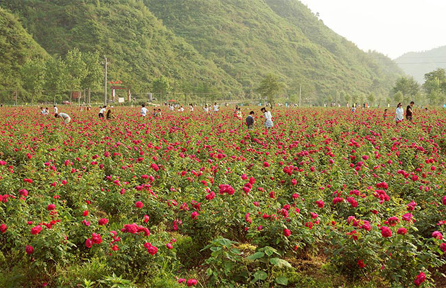 2019农村种植哪些花卉最赚钱? 2019农村种植哪些花卉最赚钱?