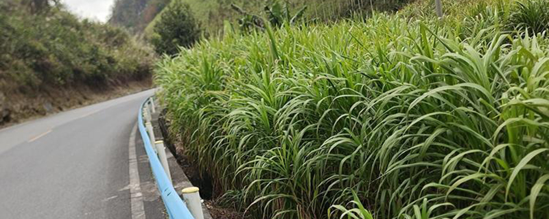 象草种植基地实拍图