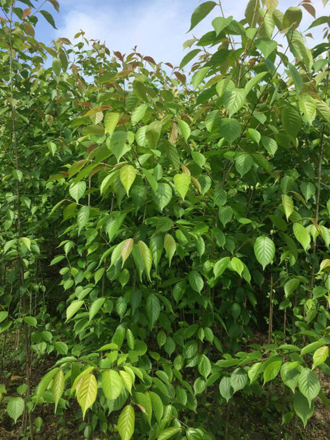 布鲁克斯樱桃苗行情分析