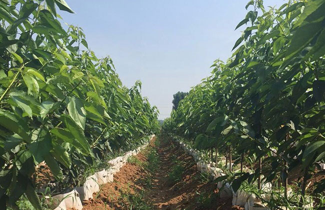 布鲁克斯樱桃苗行情分析 布鲁克斯樱桃苗行情分析