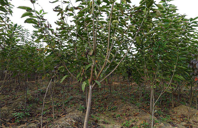 布鲁克斯樱桃苗行情分析 布鲁克斯樱桃苗行情分析