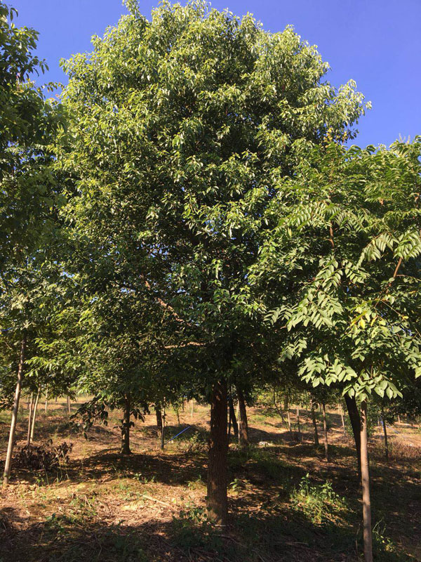 香樟苗基地实拍