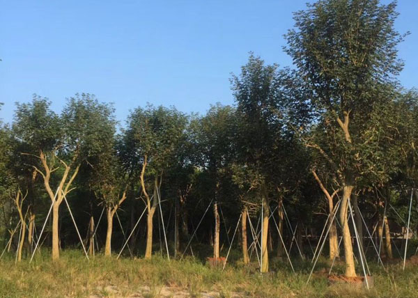 苗木基地图片