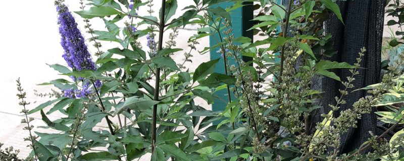 穗花牡荆的养殖方法和注意事项