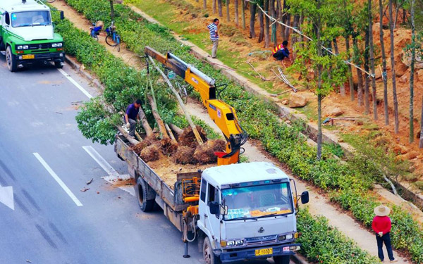 道路绿化
