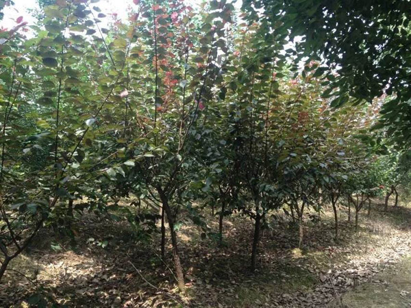 出口苗木的标准是什么？