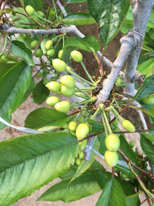 黄蜜樱桃 黄蜜樱桃