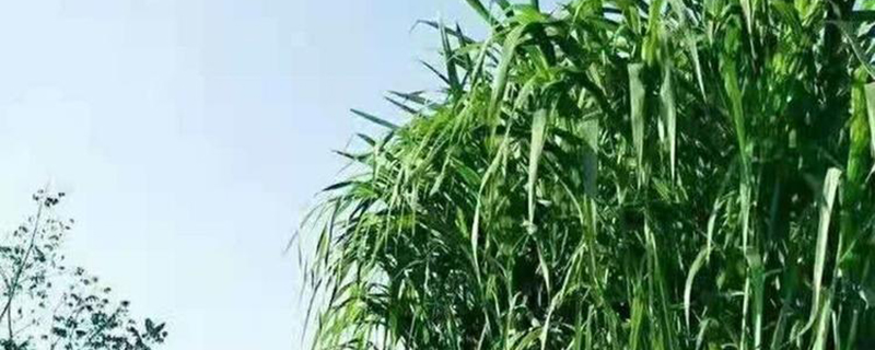 皇竹草的缺点有哪些