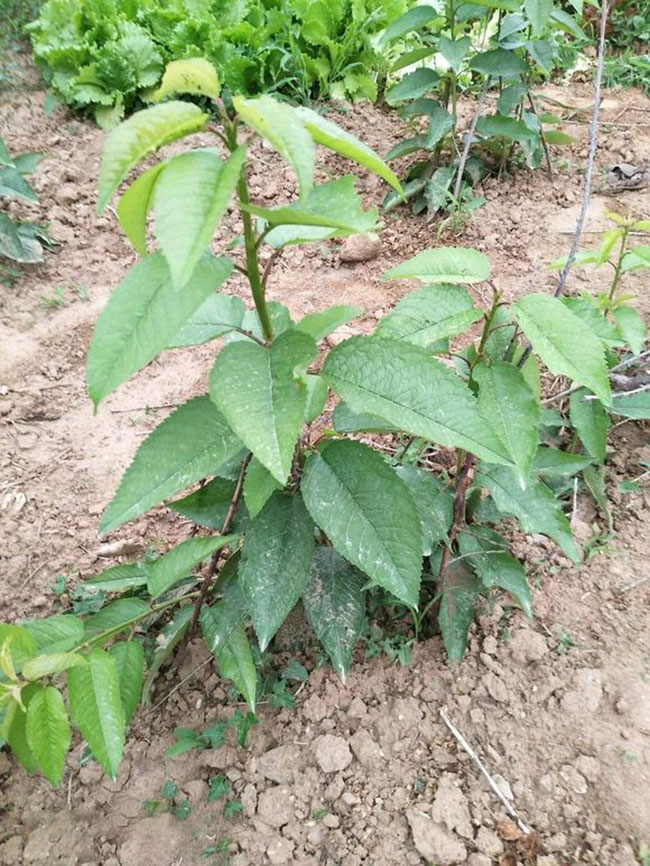 先锋樱桃 先锋樱桃