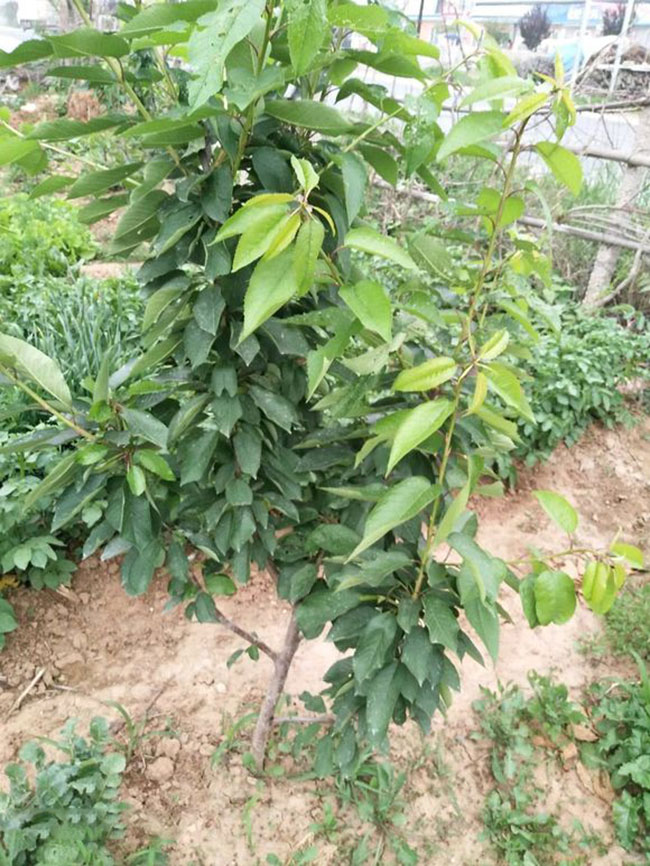 先锋樱桃 先锋樱桃