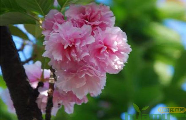 垂枝樱花苗市场价值 垂枝樱花苗市场价值