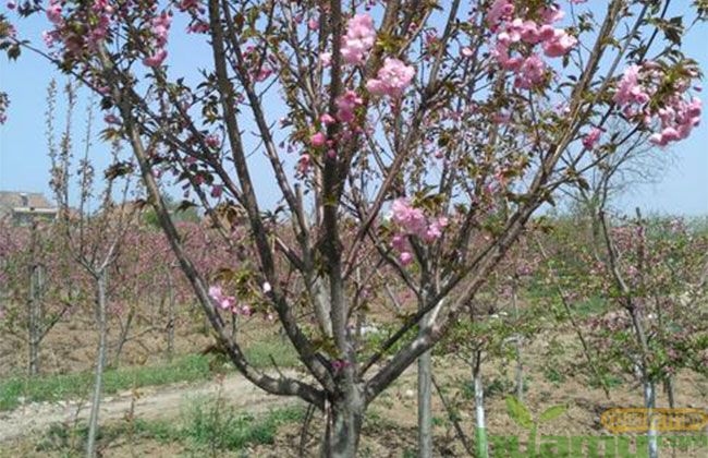 樱花树苗市场行情分析
