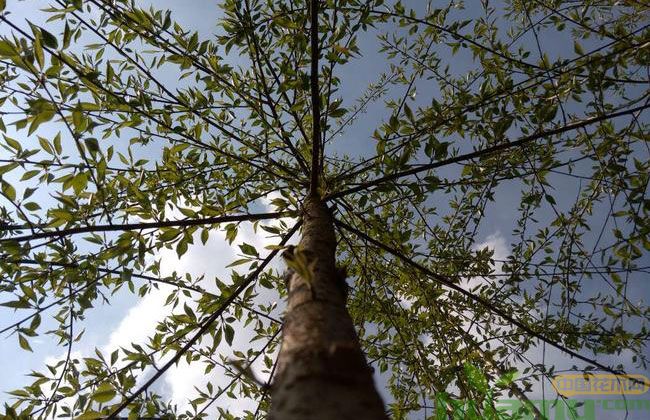 垂枝樱花苗市场价值 垂枝樱花苗市场价值