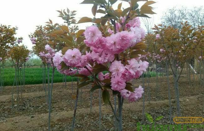 垂枝樱花苗市场价值 垂枝樱花苗市场价值