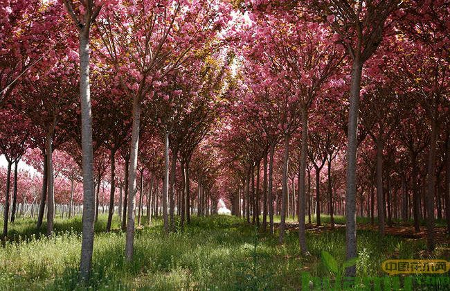樱花树苗市场行情分析 樱花树苗市场行情分析