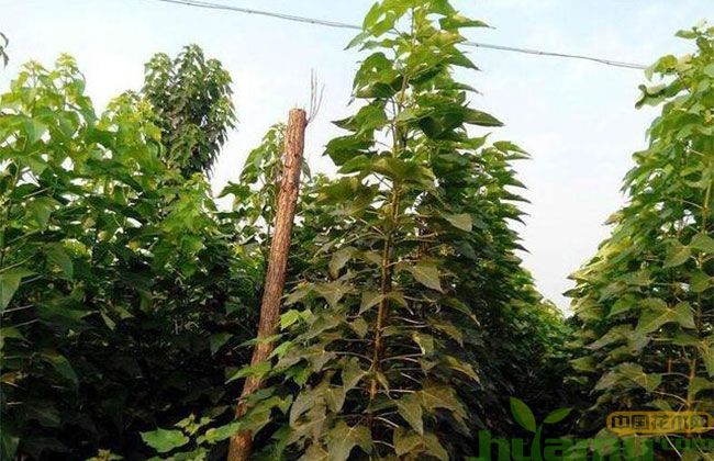 为什么在农村种植苗木最赚钱? 为什么在农村种植苗木最赚钱?