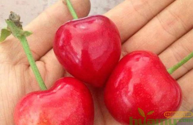 砂蜜豆樱桃苗行情趋势