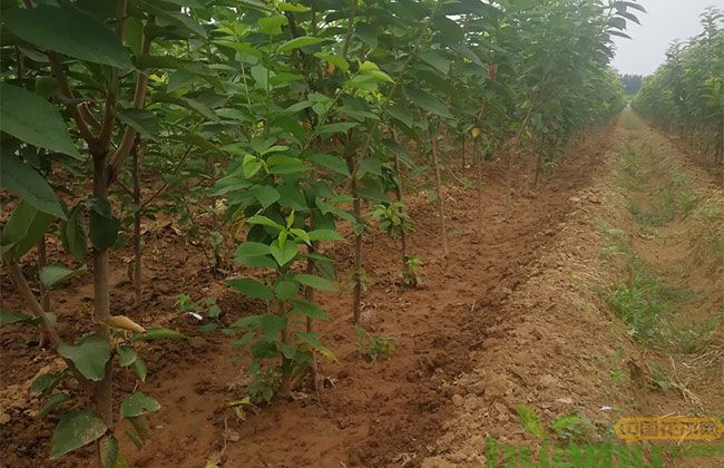砂蜜豆樱桃苗价格趋势 砂蜜豆樱桃苗价格趋势